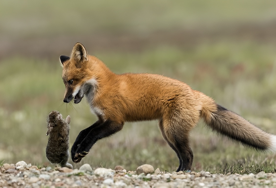 Professional fox and squirrel removal services in Dublin