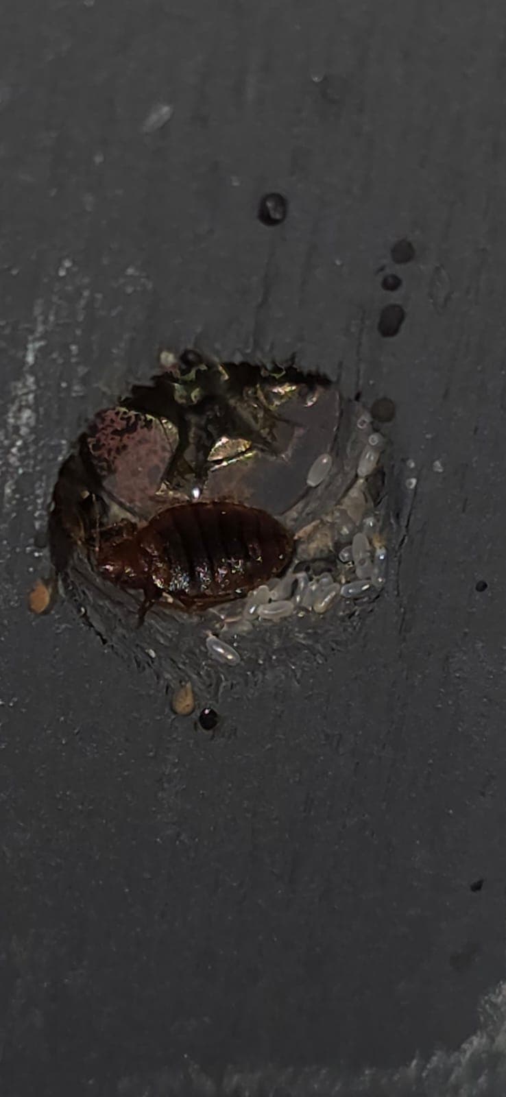 Bed bug treatment Dublin