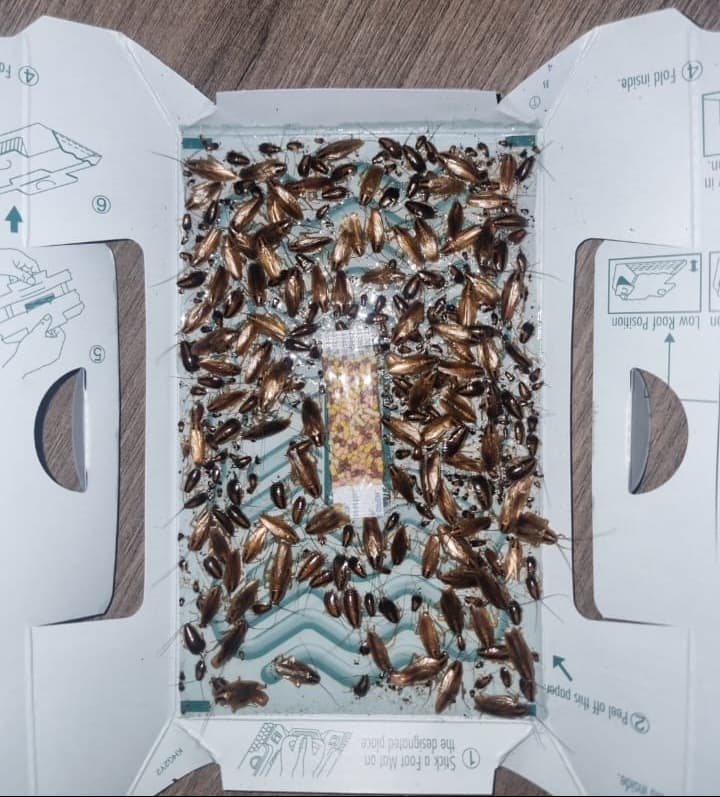 Cockroach Exterminator in Dublin