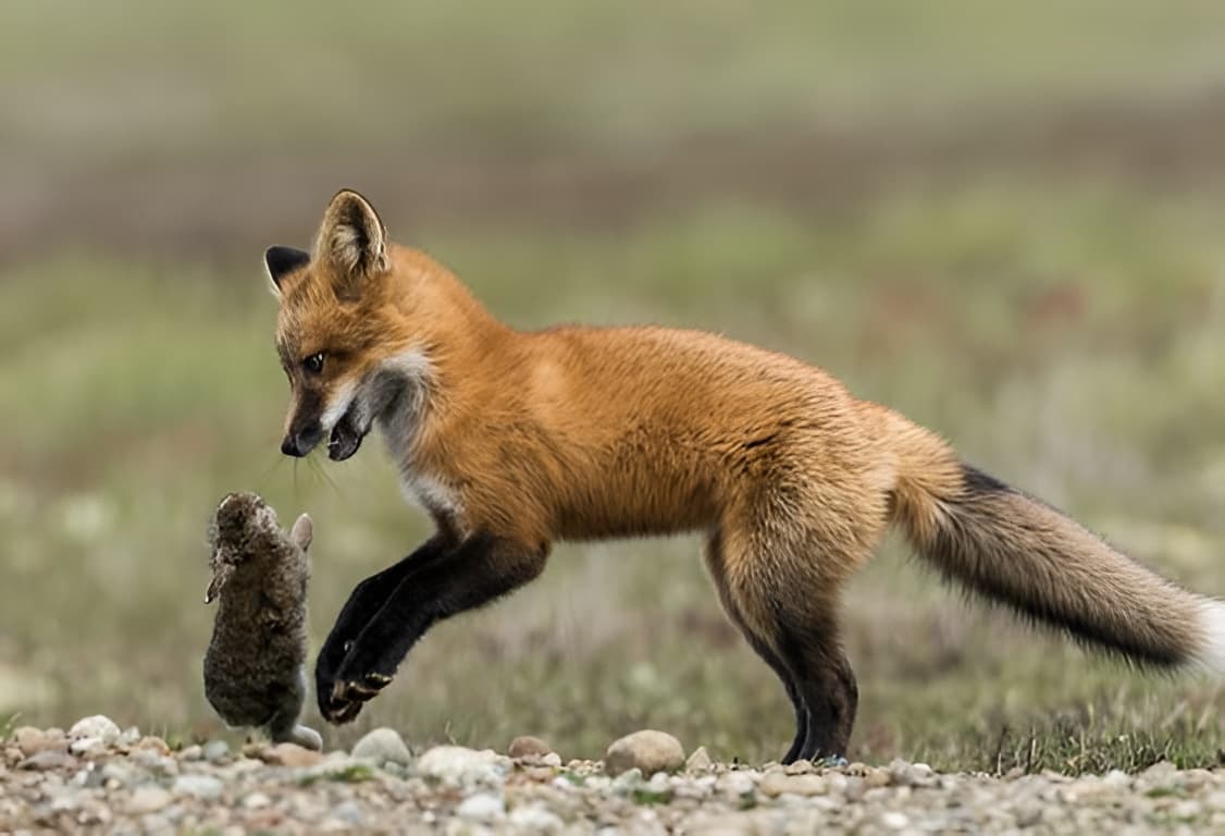 Fox and squirrel removal Dublin