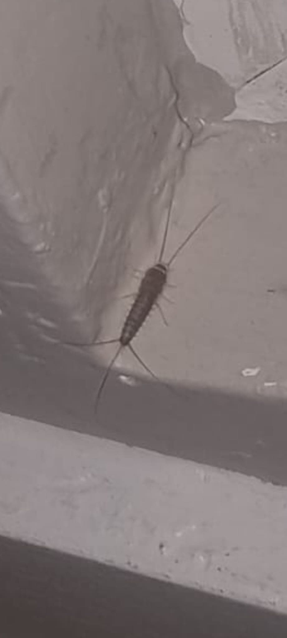 Silverfish control Dublin