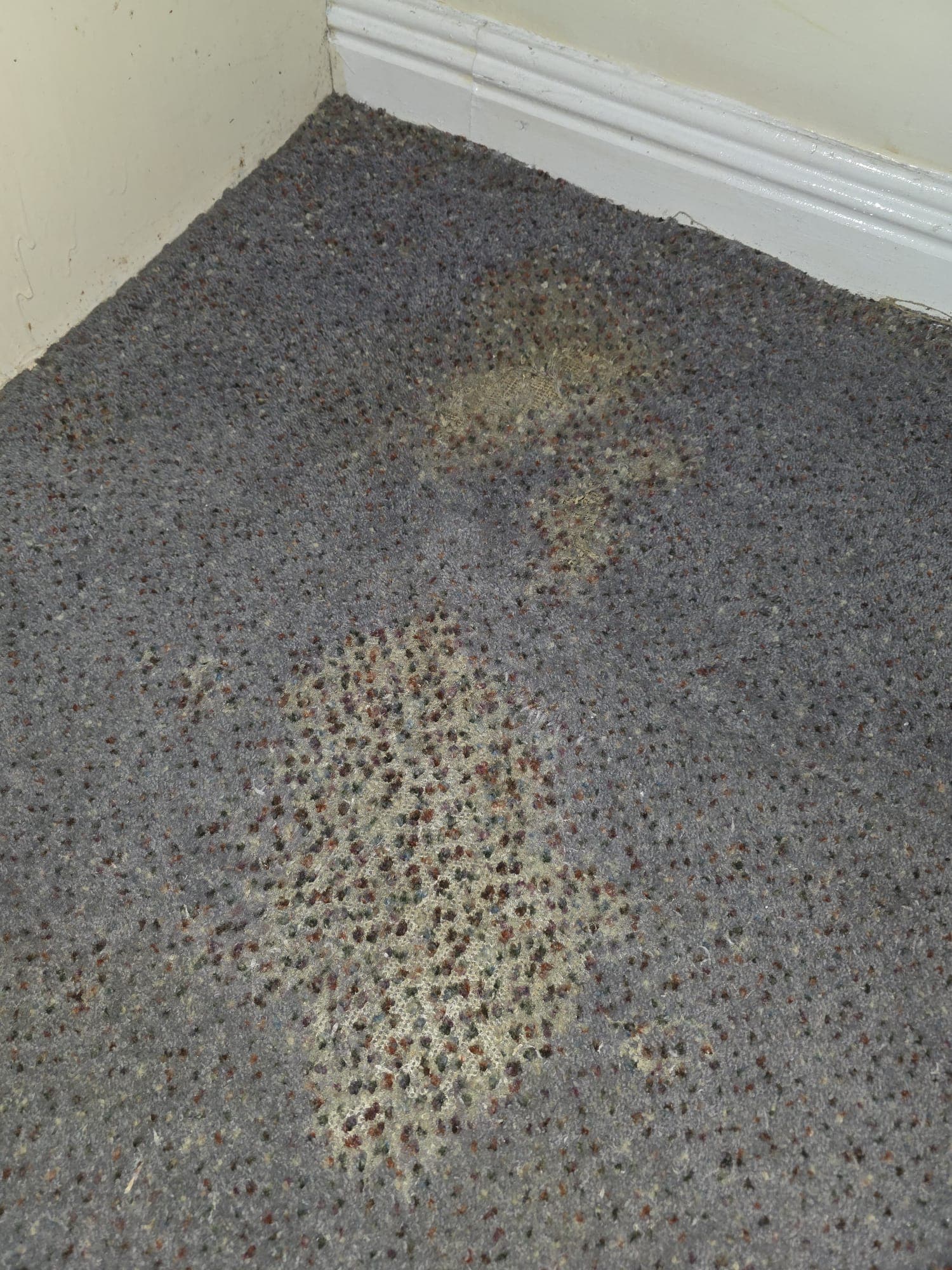 Moth exterminator Dublin