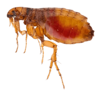 Signs of flea infestation