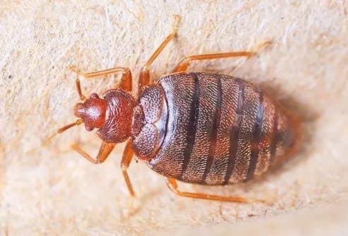 Signs of bed bug infestation