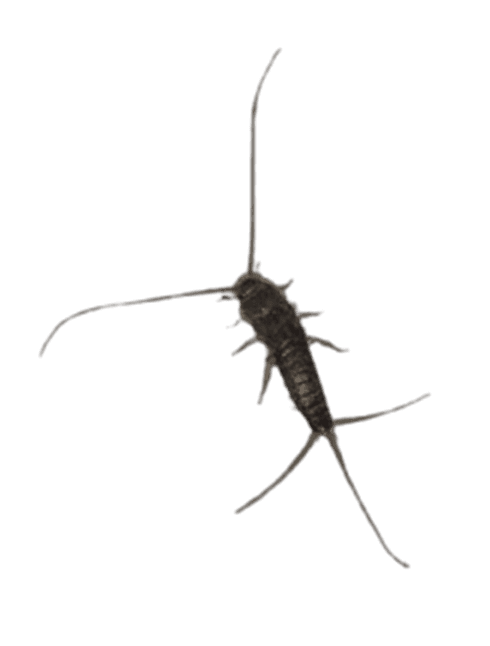 Signs of silverfish infestation