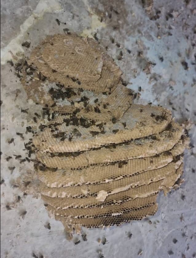 Wasp nest removal Dublin