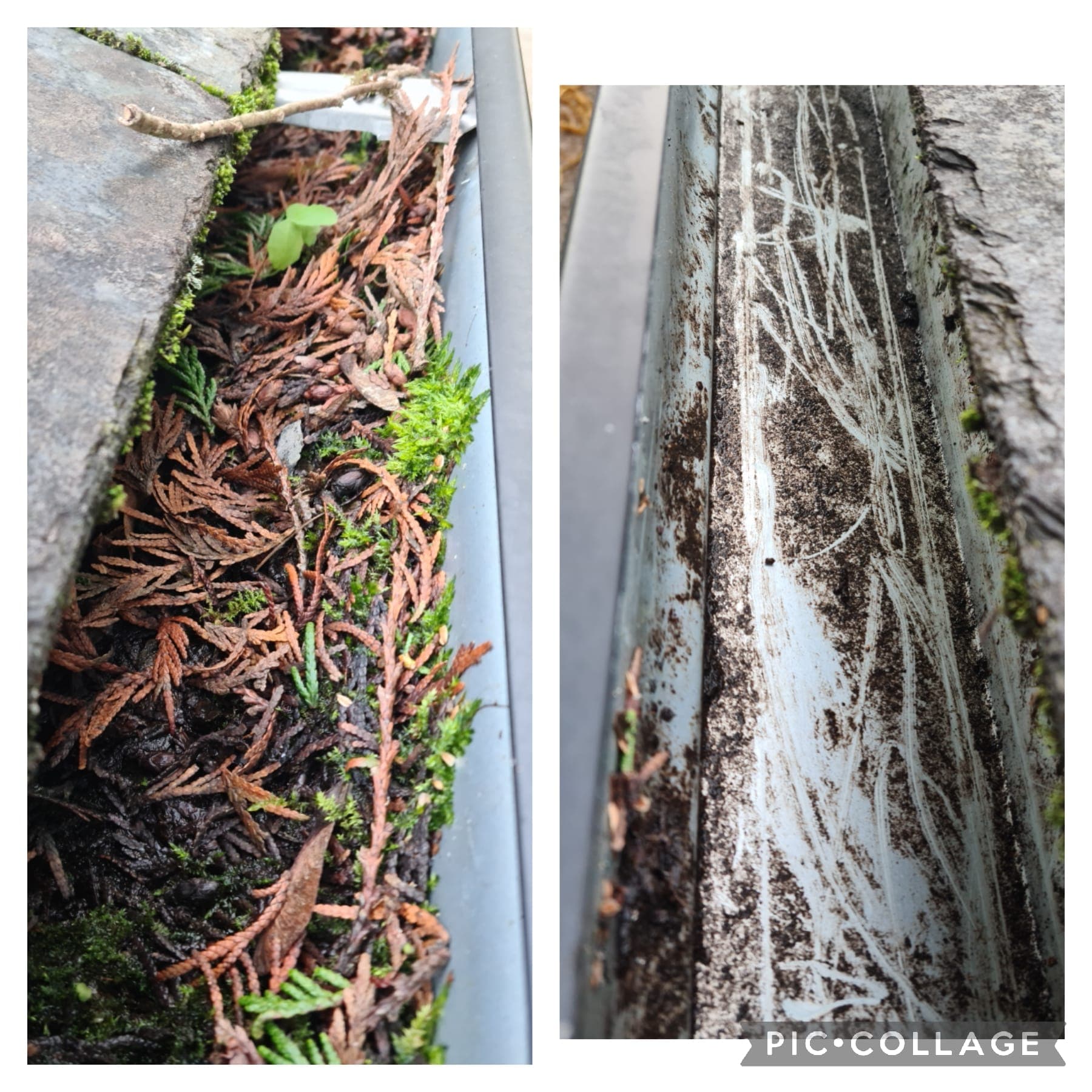 Before and after gutter moss and pine needle removal in Dublin
