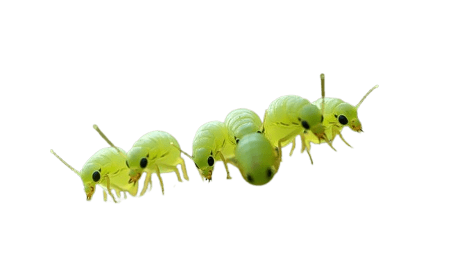 Complete guide to pest control in Dublin 2025 — every pest every area — Supreme Pest Control