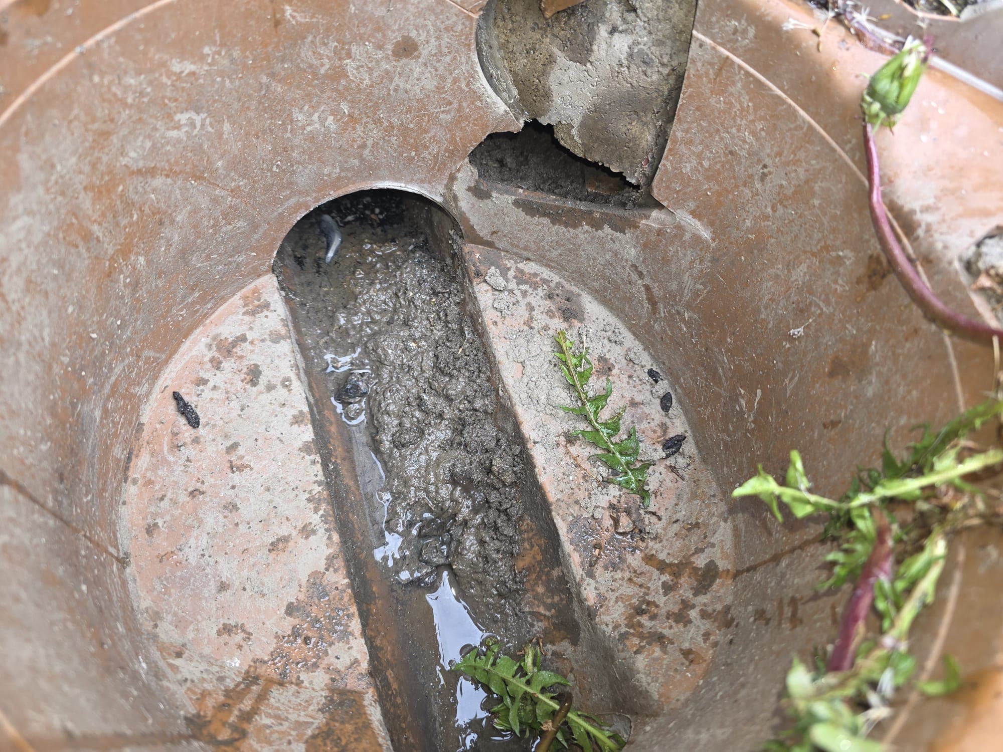 Rats gnawed through PVC drain and entered a Dublin home