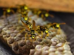 Wasp nest removal in Dublin