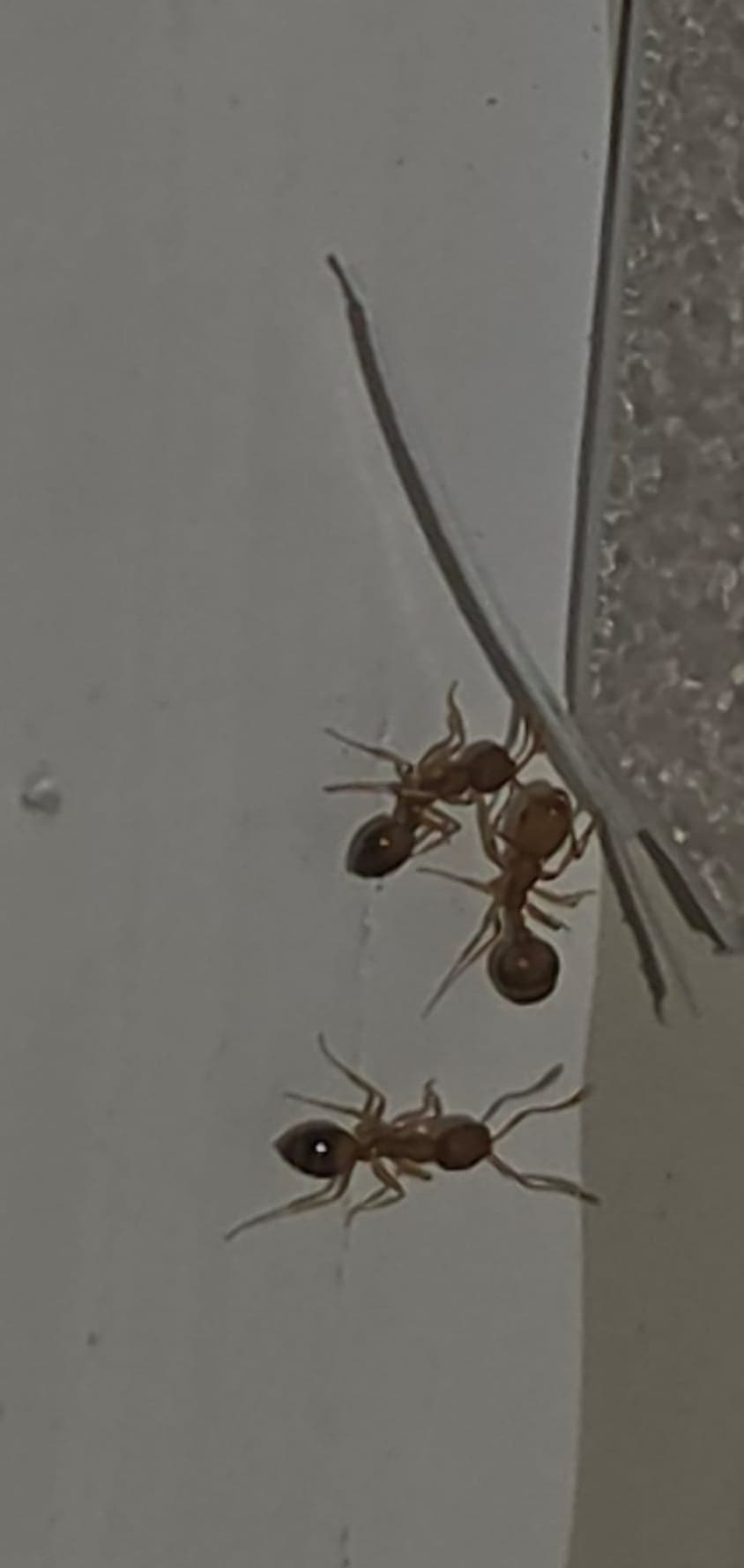 Ants control Dublin