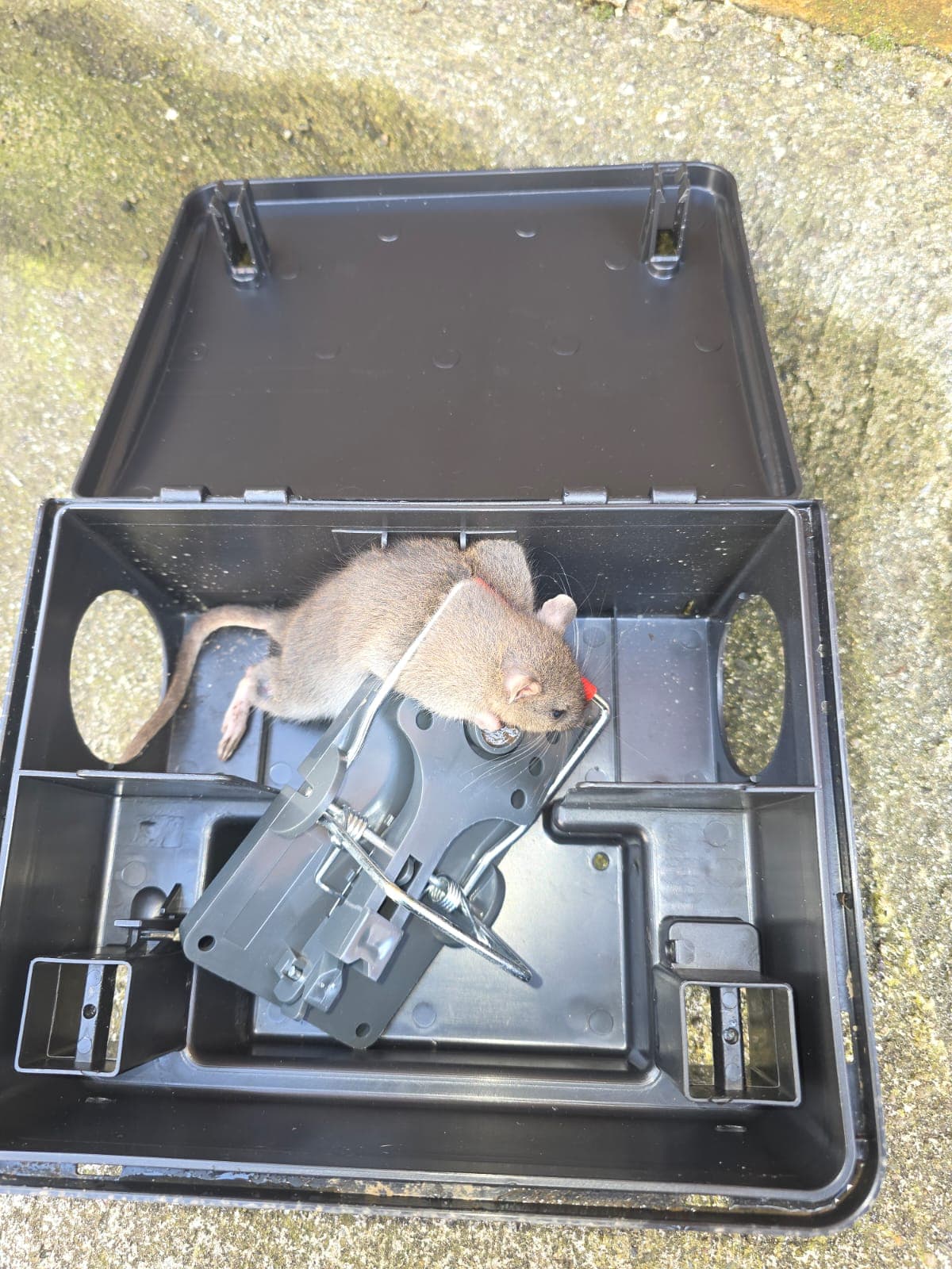 Emergency rodent control and rat removal services in Dublin