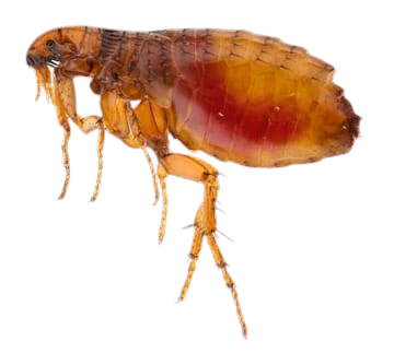 Signs of flea infestation