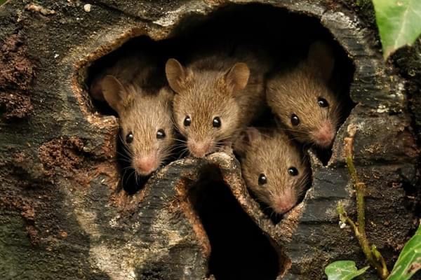 How to Get Rid of Mice in Dublin — Supreme Pest Control certified mouse exterminators