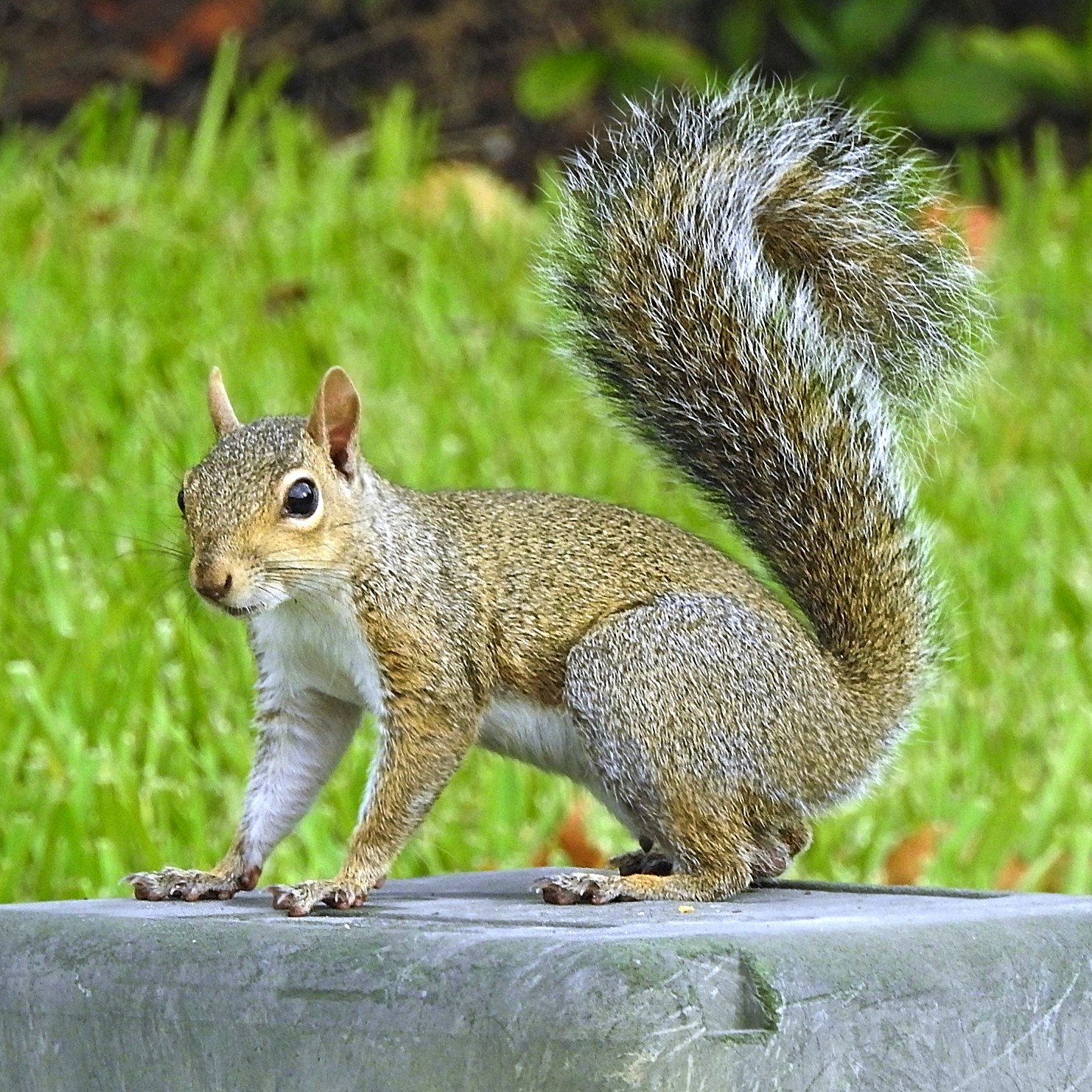 Squirrel infestation signs