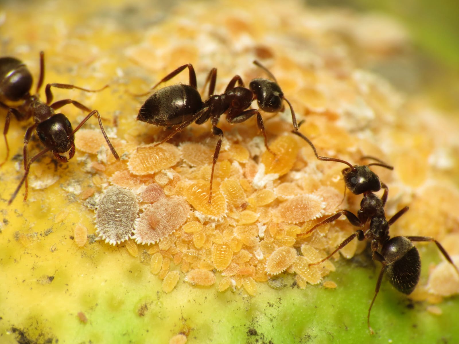 Signs of ant infestation