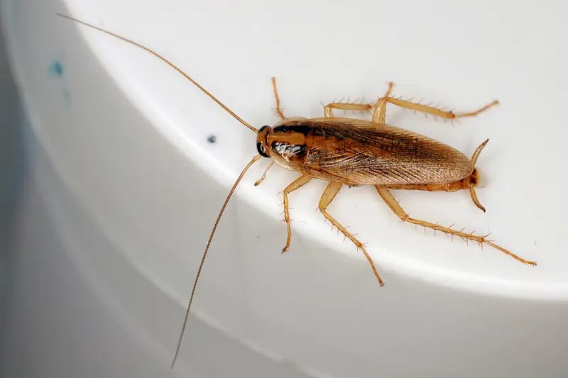 Signs of cockroach infestation