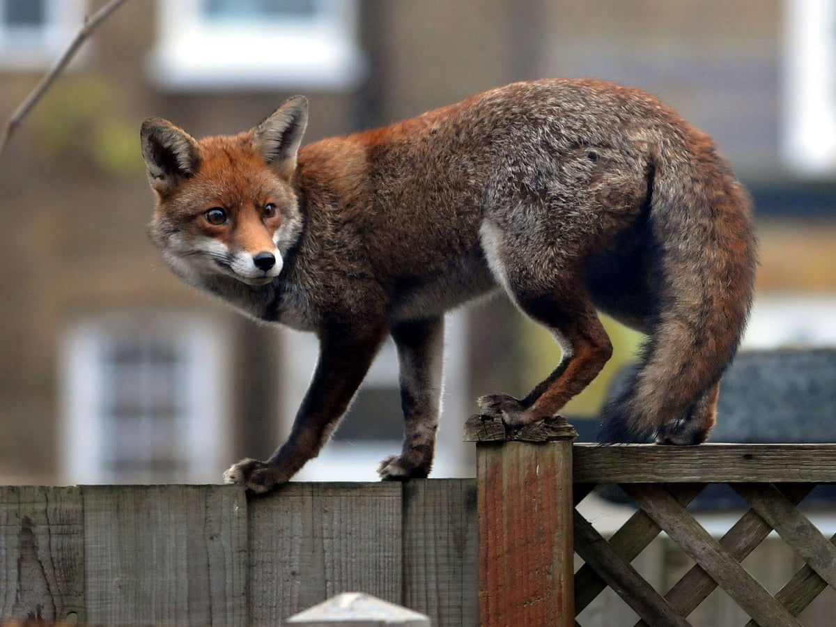 Fox infestation signs
