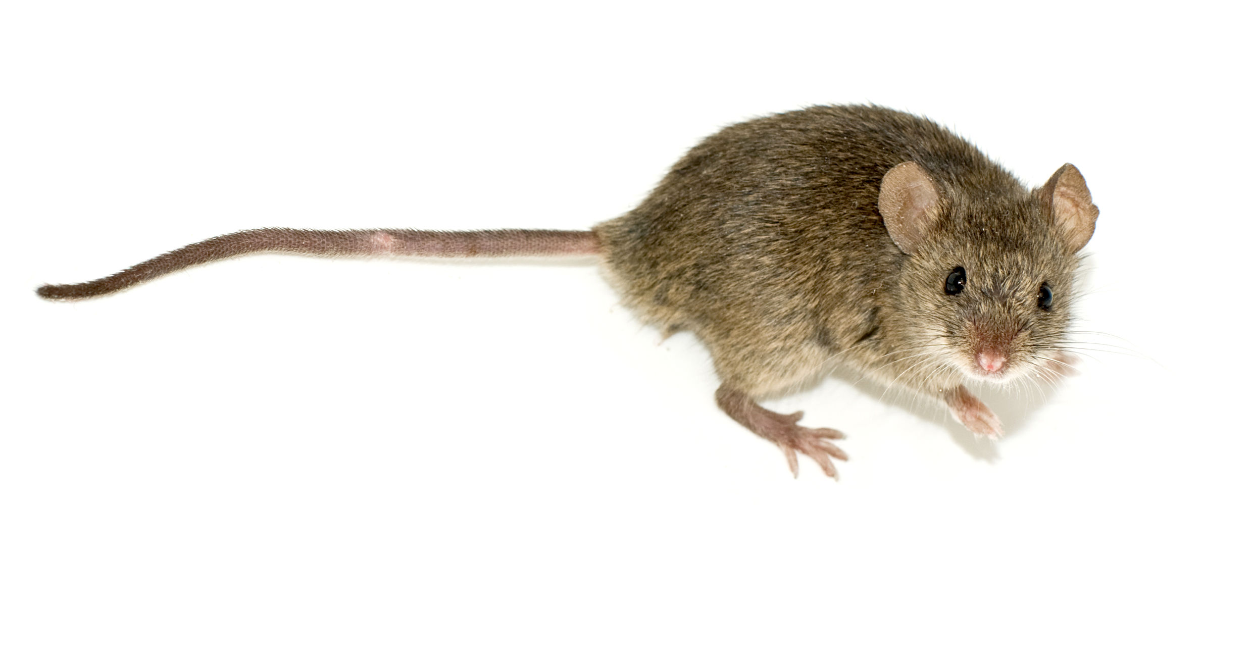 Signs of mice infestation