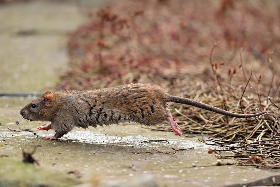 Signs of rat infestation