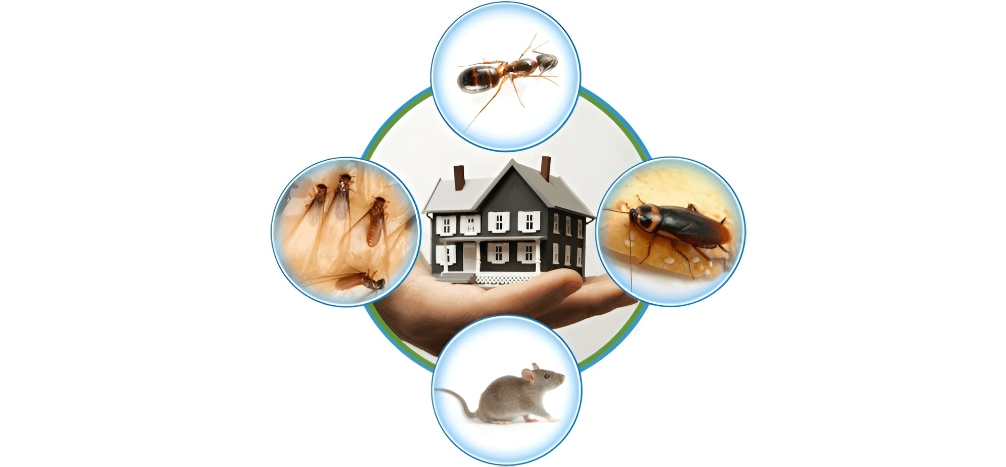 Best pest extermination services in Dublin for homes and businesses