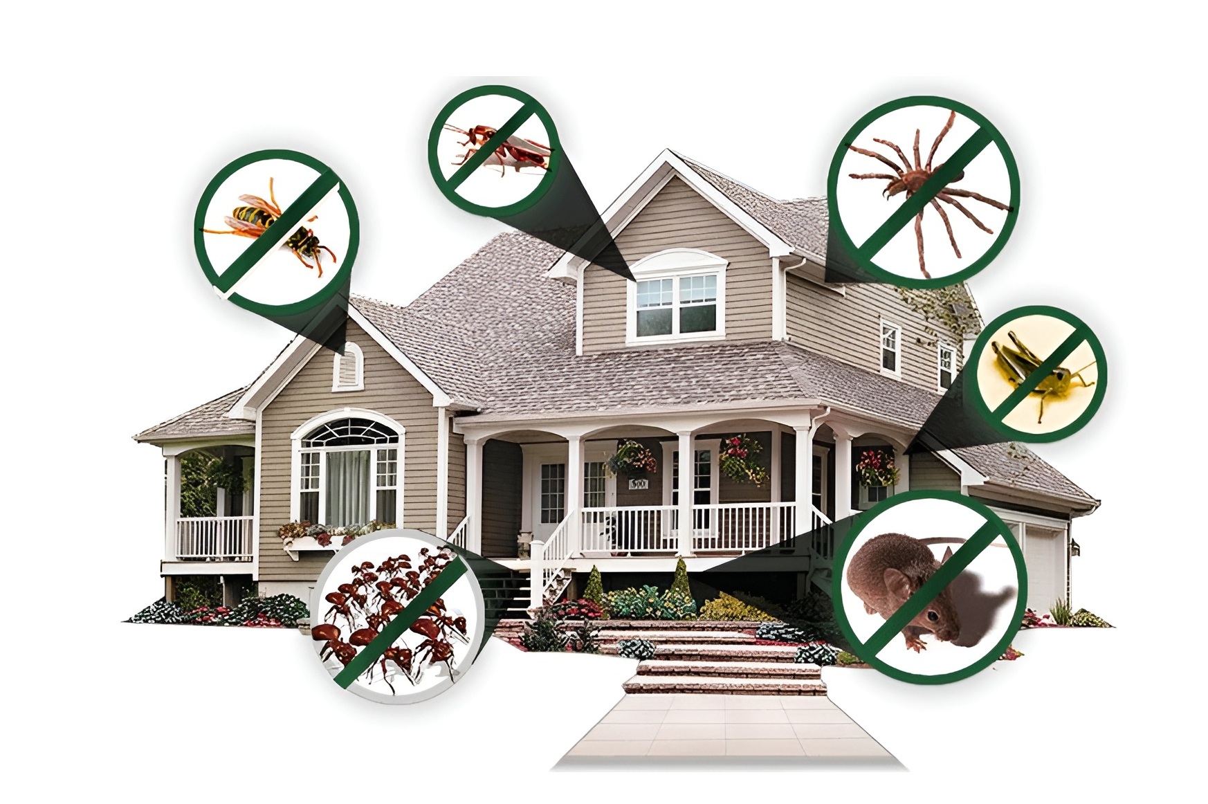 Affordable pest control services in Dublin for houses and offices