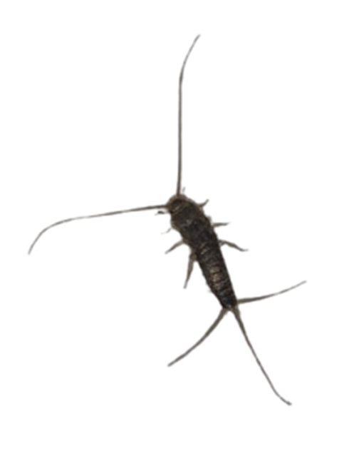 Silverfish Infestation Dublin